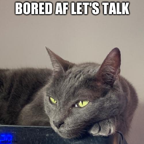 Cat Russian blue bored | BORED AF LET'S TALK | image tagged in cat russian blue bored | made w/ Imgflip meme maker