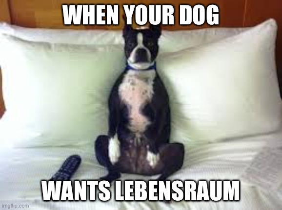 Lebensraum | WHEN YOUR DOG; WANTS LEBENSRAUM | image tagged in dog on bed thug life,lebensraum,living room | made w/ Imgflip meme maker