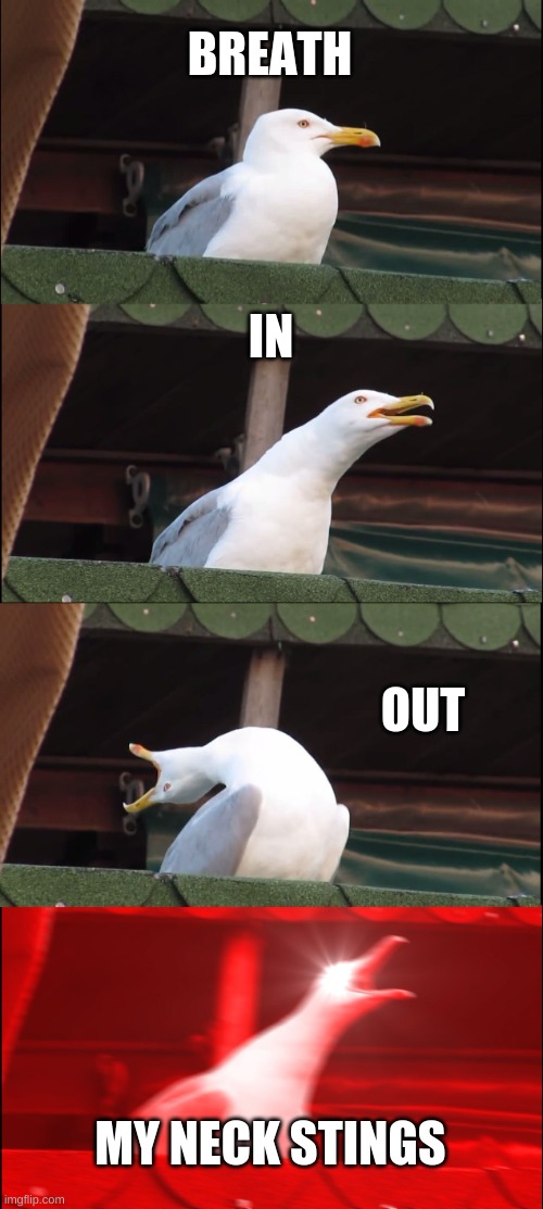 Inhaling Seagull | BREATH; IN; OUT; MY NECK STINGS | image tagged in memes,inhaling seagull | made w/ Imgflip meme maker