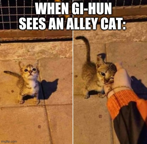 Gi-hun, that lovable scamp | WHEN GI-HUN SEES AN ALLEY CAT: | image tagged in kitten,cute,squid game,gi-hun | made w/ Imgflip meme maker