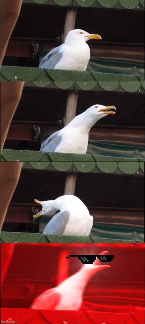 WHEN SAIF TAKES THE NUGGET | image tagged in memes,inhaling seagull | made w/ Imgflip meme maker