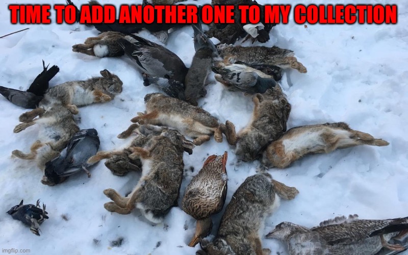 Dead Animals | TIME TO ADD ANOTHER ONE TO MY COLLECTION | image tagged in dead animals | made w/ Imgflip meme maker