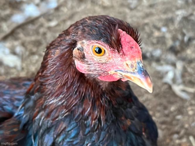 Photogenic Chicken | image tagged in chook | made w/ Imgflip meme maker