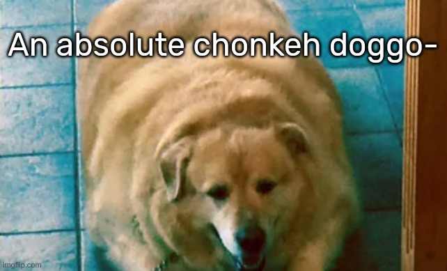 [ Just look how chonkeh they are :000000 ] | An absolute chonkeh doggo- | image tagged in idk,stuff,s o u p,carck | made w/ Imgflip meme maker