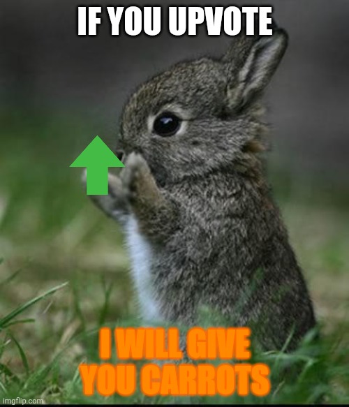 Upvote so you will have carrots | IF YOU UPVOTE; I WILL GIVE YOU CARROTS | image tagged in cute bunny,carrots,bunnies | made w/ Imgflip meme maker