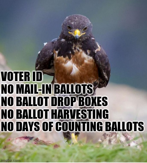 Florida and Iowa had a Red Wave. Why? |  VOTER ID
NO MAIL-IN BALLOTS
NO BALLOT DROP BOXES
NO BALLOT HARVESTING
NO DAYS OF COUNTING BALLOTS | image tagged in wondering wandering falcon,arizona,nevada,cheaters | made w/ Imgflip meme maker
