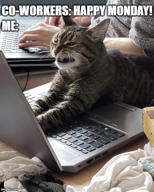 Monday | CO-WORKERS: HAPPY MONDAY! ME: | image tagged in monday mornings,mondays,monday,grumpy cat,cat,angry cat | made w/ Imgflip meme maker