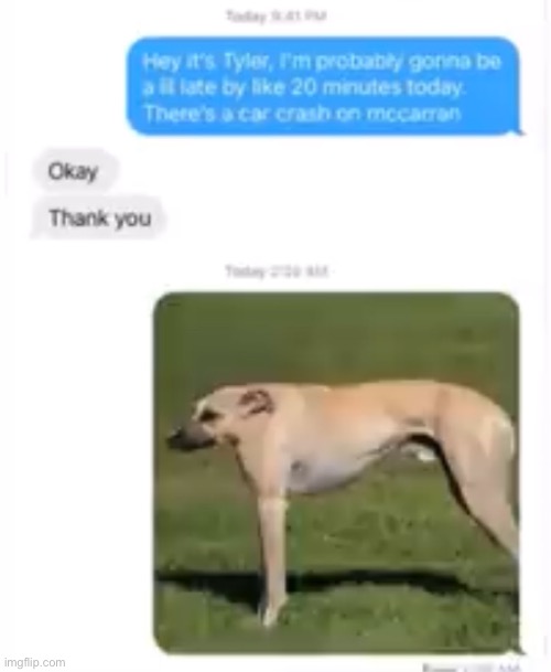 ㅤ | image tagged in dog | made w/ Imgflip meme maker