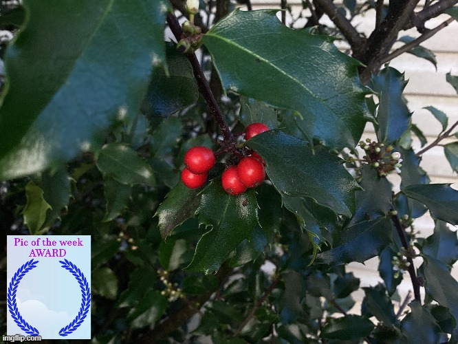 The Pic of the week award goes to Holly Bush Berries by Iceu. https://imgflip.com/i/70b7og | image tagged in pic of the week,iceu | made w/ Imgflip meme maker