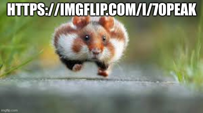 https://imgflip.com/i/70peak | HTTPS://IMGFLIP.COM/I/70PEAK | image tagged in running hampster | made w/ Imgflip meme maker