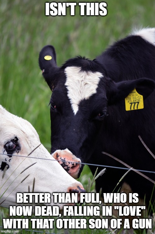 Cows together | ISN'T THIS; BETTER THAN FULI, WHO IS NOW DEAD, FALLING IN "LOVE" WITH THAT OTHER SON OF A GUN | image tagged in cows together | made w/ Imgflip meme maker