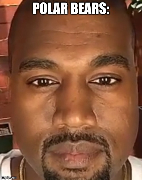 Kanye West Stare | POLAR BEARS: | image tagged in kanye west stare | made w/ Imgflip meme maker