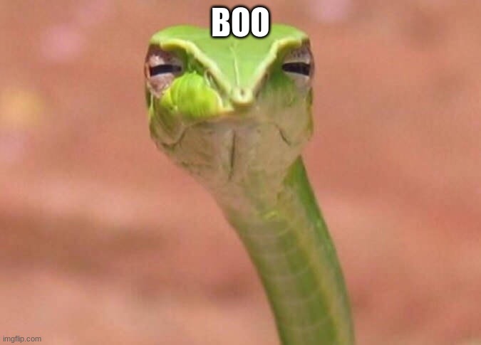 Skeptical snake | BOO | image tagged in skeptical snake | made w/ Imgflip meme maker