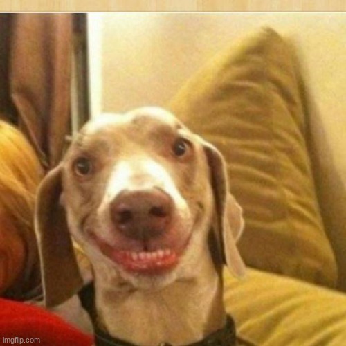 big smile doggie | image tagged in big smile doggie | made w/ Imgflip meme maker