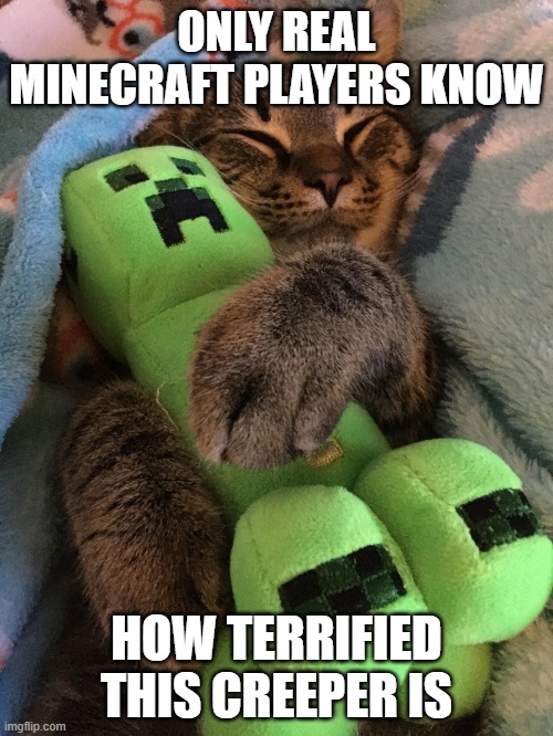 Cat hugging creeper | ONLY REAL MINECRAFT PLAYERS KNOW; HOW TERRIFIED THIS CREEPER IS | image tagged in cat hugging creeper | made w/ Imgflip meme maker