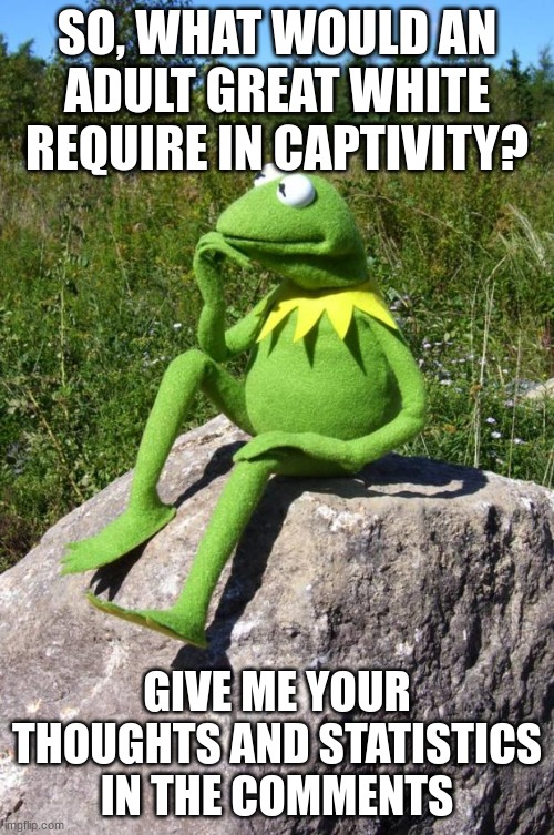 I'm sort of planning a semi-fictional aquarium, but I want your thoughts on what the animals would need in real life | SO, WHAT WOULD AN ADULT GREAT WHITE REQUIRE IN CAPTIVITY? GIVE ME YOUR THOUGHTS AND STATISTICS IN THE COMMENTS | image tagged in kermit-thinking,fun,aquarium | made w/ Imgflip meme maker