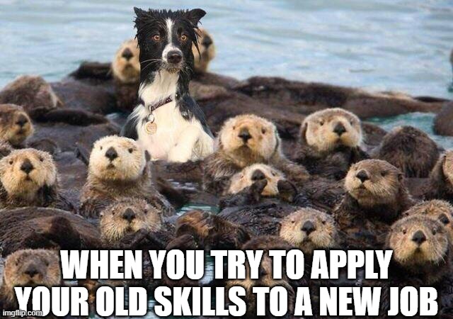 Not everything goes as planned when you're in a new element. |  WHEN YOU TRY TO APPLY YOUR OLD SKILLS TO A NEW JOB | image tagged in dog,sea otters,otter,border collie,ocean,herding | made w/ Imgflip meme maker