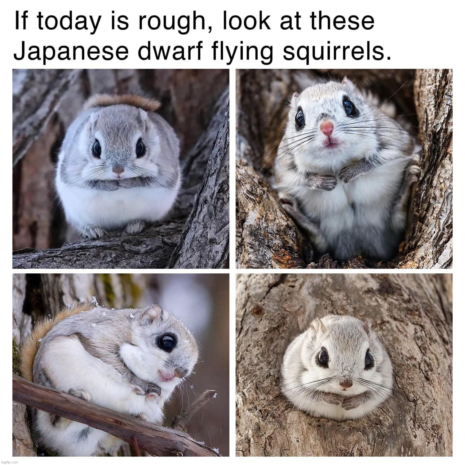 (mod note: Aww!) | image tagged in wholesome | made w/ Imgflip meme maker