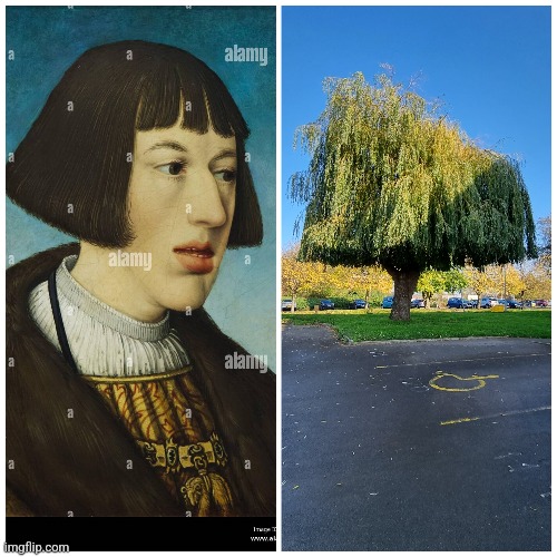 Medieval haircut tree | image tagged in funny haircut,tree,disappointment | made w/ Imgflip meme maker