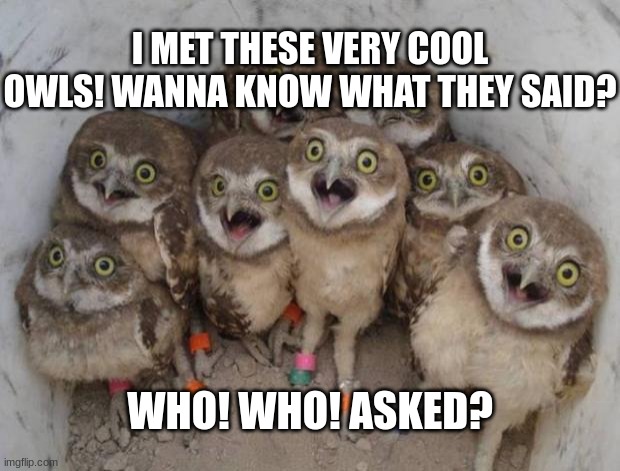 They are still searching... | I MET THESE VERY COOL OWLS! WANNA KNOW WHAT THEY SAID? WHO! WHO! ASKED? | image tagged in excited owls,who asked | made w/ Imgflip meme maker