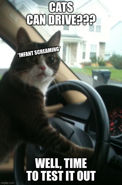 JoJo The Driving Cat | CATS CAN DRIVE??? *INFANT SCREAMING*; WELL, TIME TO TEST IT OUT | image tagged in jojo the driving cat | made w/ Imgflip meme maker