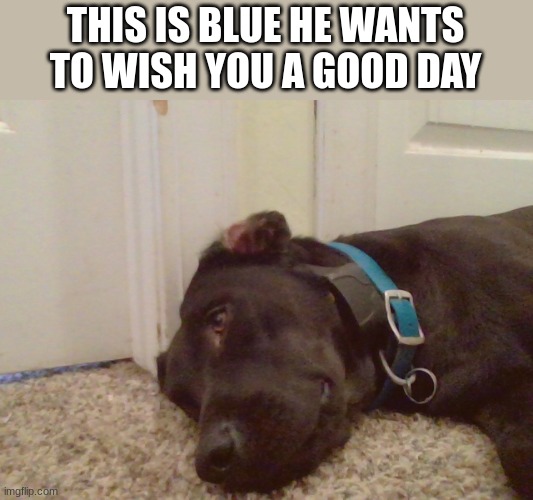 Blue? | THIS IS BLUE HE WANTS TO WISH YOU A GOOD DAY | image tagged in memes,doggo,wholesome,blue | made w/ Imgflip meme maker