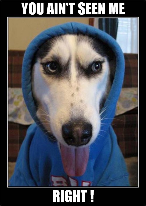A Suspicious Husky ! | YOU AIN'T SEEN ME; RIGHT ! | image tagged in dogs,husky,suspicious | made w/ Imgflip meme maker