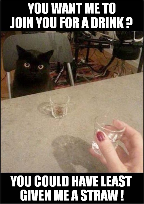 One Irritated Cat ! | YOU WANT ME TO JOIN YOU FOR A DRINK ? YOU COULD HAVE LEAST 
GIVEN ME A STRAW ! | image tagged in cats,drinking,straws,irritated | made w/ Imgflip meme maker