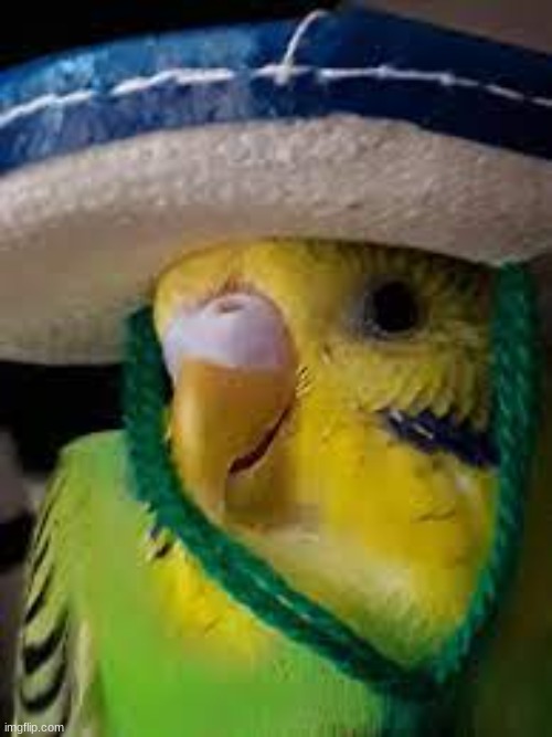 mexciano | made w/ Imgflip meme maker