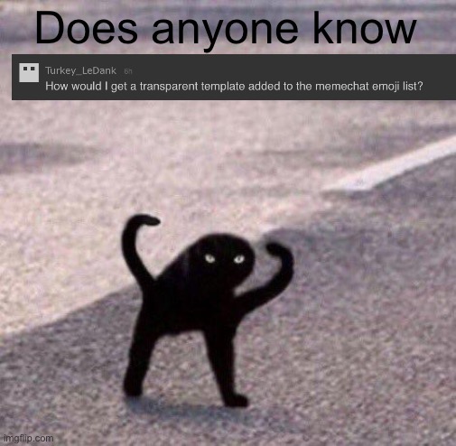 Cursed cat temp | Does anyone know | image tagged in cursed cat temp | made w/ Imgflip meme maker