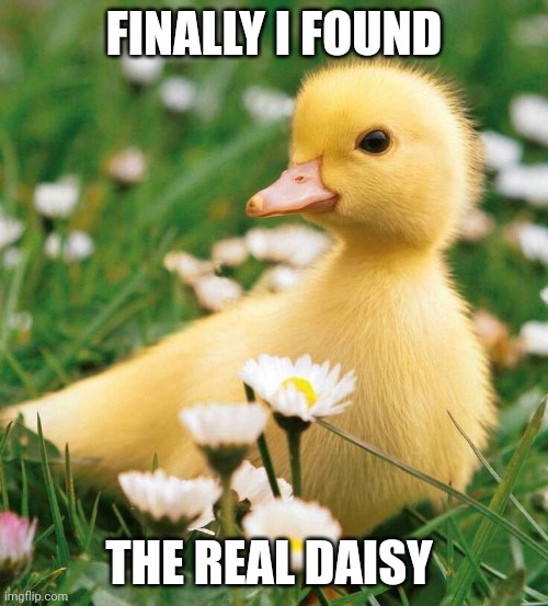 duck flowers cute | FINALLY I FOUND; THE REAL DAISY | image tagged in duck flowers cute | made w/ Imgflip meme maker