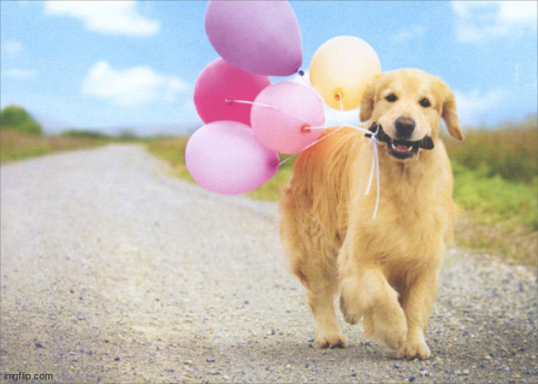 Dog With Balloons | image tagged in dog with balloons | made w/ Imgflip meme maker