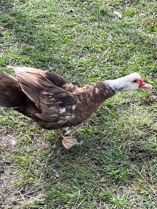 My beautiful Moscovy duck! His name is Scrooge :) | made w/ Imgflip meme maker