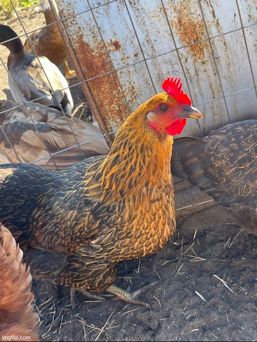This is my chicken :D her name is Granola and she kind of looks like a Yorker dog | made w/ Imgflip meme maker