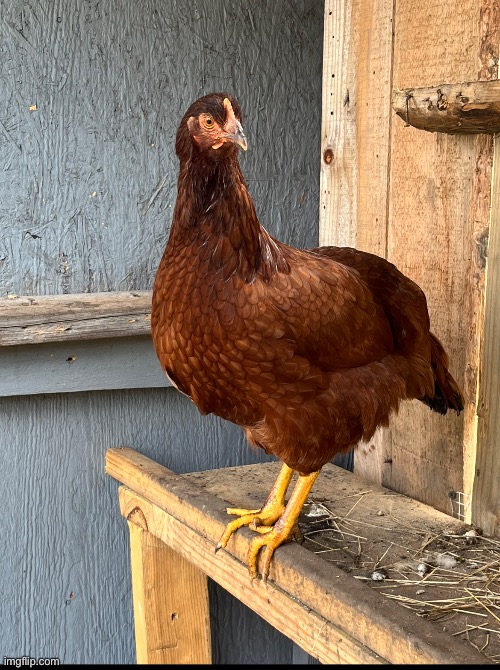 My cock posing like a model (the type of chicken that Iceu’s neighbor has) | made w/ Imgflip meme maker