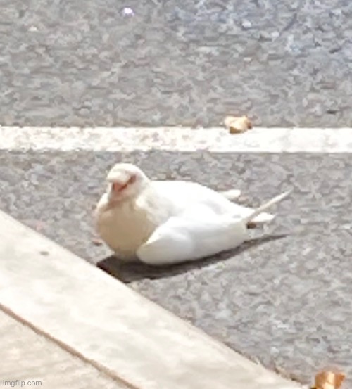 Rather low quality bird | made w/ Imgflip meme maker