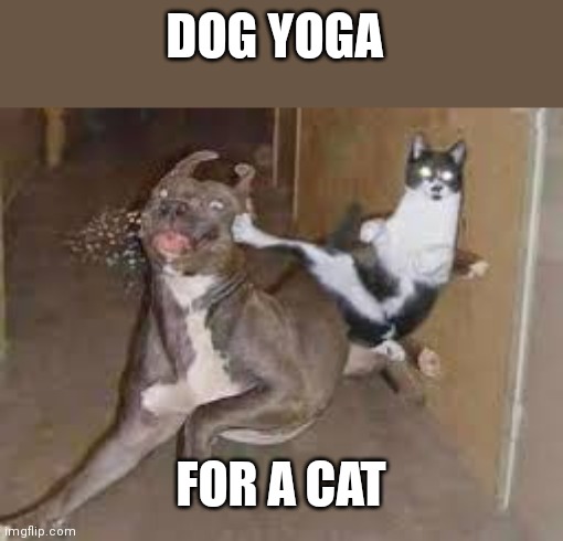 did some one say ____???? | DOG YOGA; FOR A CAT | image tagged in did some one say ____ | made w/ Imgflip meme maker