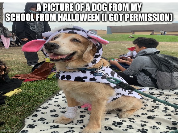 School dog | A PICTURE OF A DOG FROM MY SCHOOL FROM HALLOWEEN (I GOT PERMISSION) | image tagged in dog | made w/ Imgflip meme maker