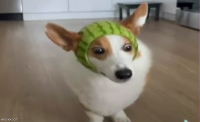 watermelon dog | image tagged in watermelon,dog | made w/ Imgflip meme maker