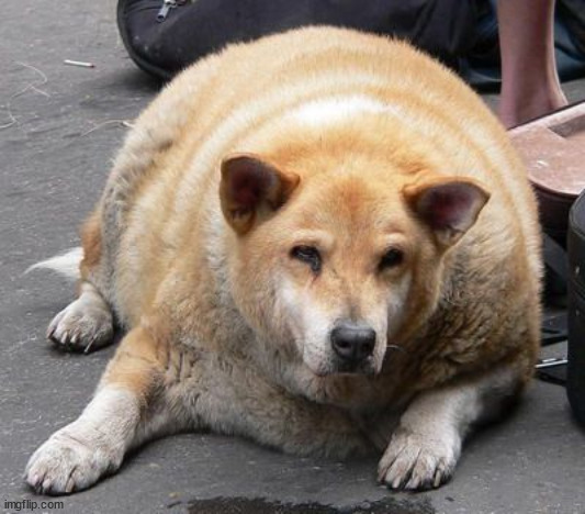 fat dog | image tagged in fat dog | made w/ Imgflip meme maker