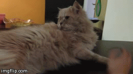image tagged in gifs,funny,cats | made w/ Imgflip video-to-gif maker