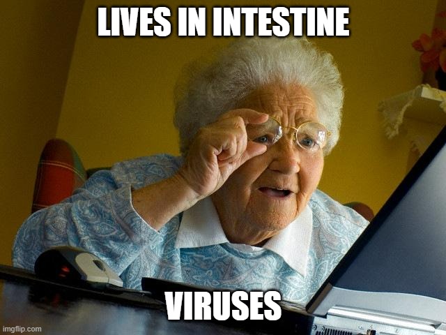 gut flora | LIVES IN INTESTINE; VIRUSES | image tagged in memes,grandma finds the internet | made w/ Imgflip meme maker