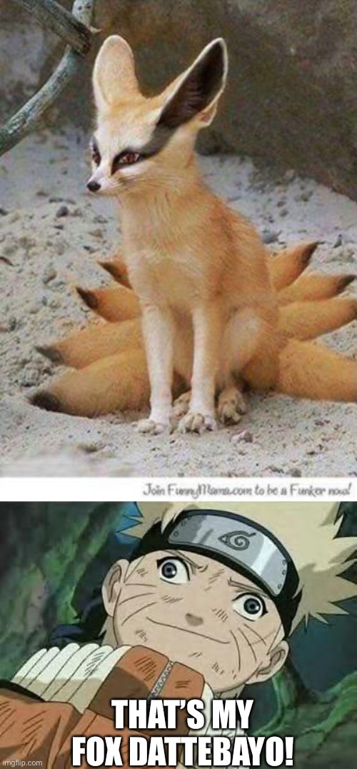 Real life kurama and Naruto | THAT’S MY FOX DATTEBAYO! | image tagged in naruto,derp naruto,memes,naruto shippuden,animals | made w/ Imgflip meme maker