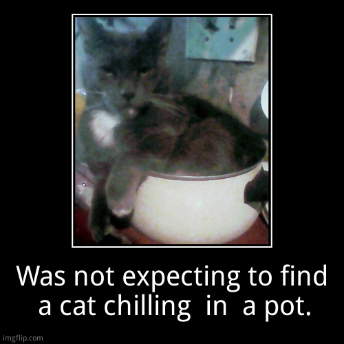 Cat  in  a pot (apparently, the cats stream didn't  want  it)) | image tagged in funny | made w/ Imgflip demotivational maker