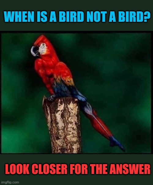 Colorful Camouflage | WHEN IS A BIRD NOT A BIRD? LOOK CLOSER FOR THE ANSWER | image tagged in colorful,bird,not,optical illusion | made w/ Imgflip meme maker
