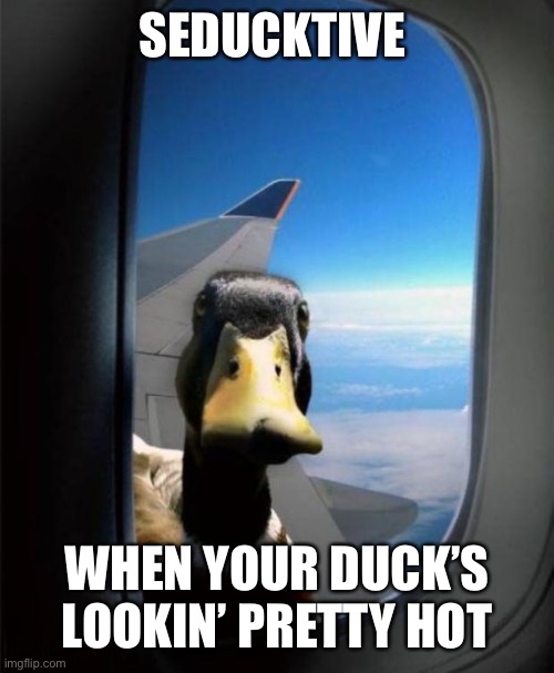 Seducktive | SEDUCKTIVE; WHEN YOUR DUCK’S LOOKIN’ PRETTY HOT | image tagged in duck on plane wing,seduction,seductive | made w/ Imgflip meme maker