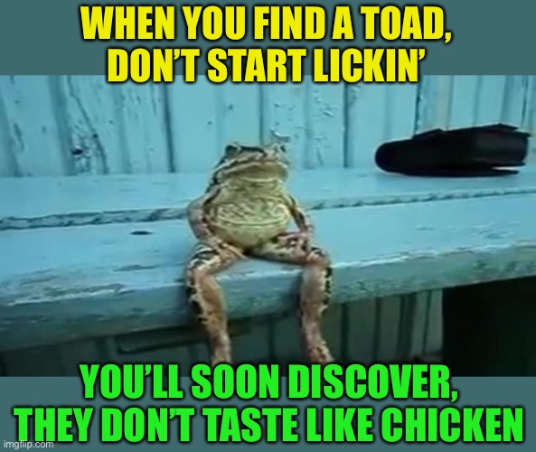 toad | WHEN YOU FIND A TOAD,
DON’T START LICKIN’ YOU’LL SOON DISCOVER, 
THEY DON’T TASTE LIKE CHICKEN | image tagged in toad | made w/ Imgflip meme maker