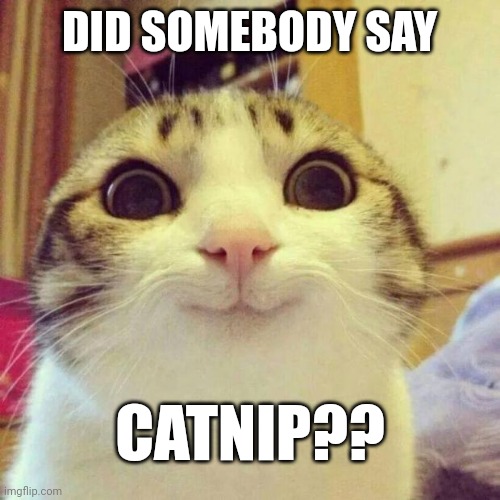 Smiling Cat Meme | DID SOMEBODY SAY; CATNIP?? | image tagged in memes,smiling cat | made w/ Imgflip meme maker