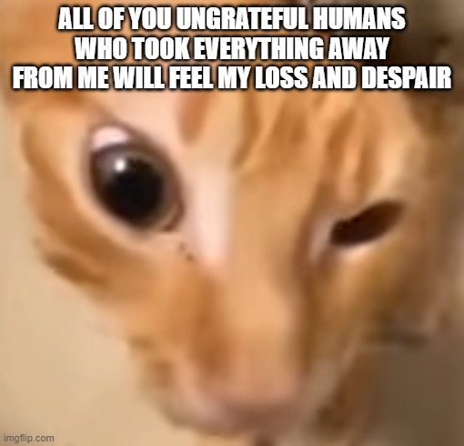 el gato | ALL OF YOU UNGRATEFUL HUMANS WHO TOOK EVERYTHING AWAY FROM ME WILL FEEL MY LOSS AND DESPAIR | image tagged in el gato | made w/ Imgflip meme maker