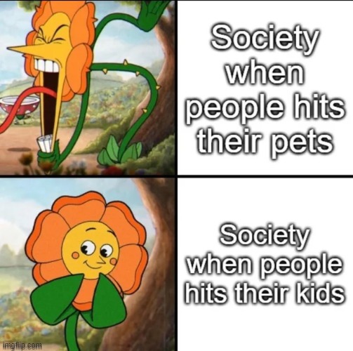 why tho | image tagged in pets,memes | made w/ Imgflip meme maker